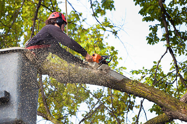 Best Affordable Tree Service  in Manti, UT